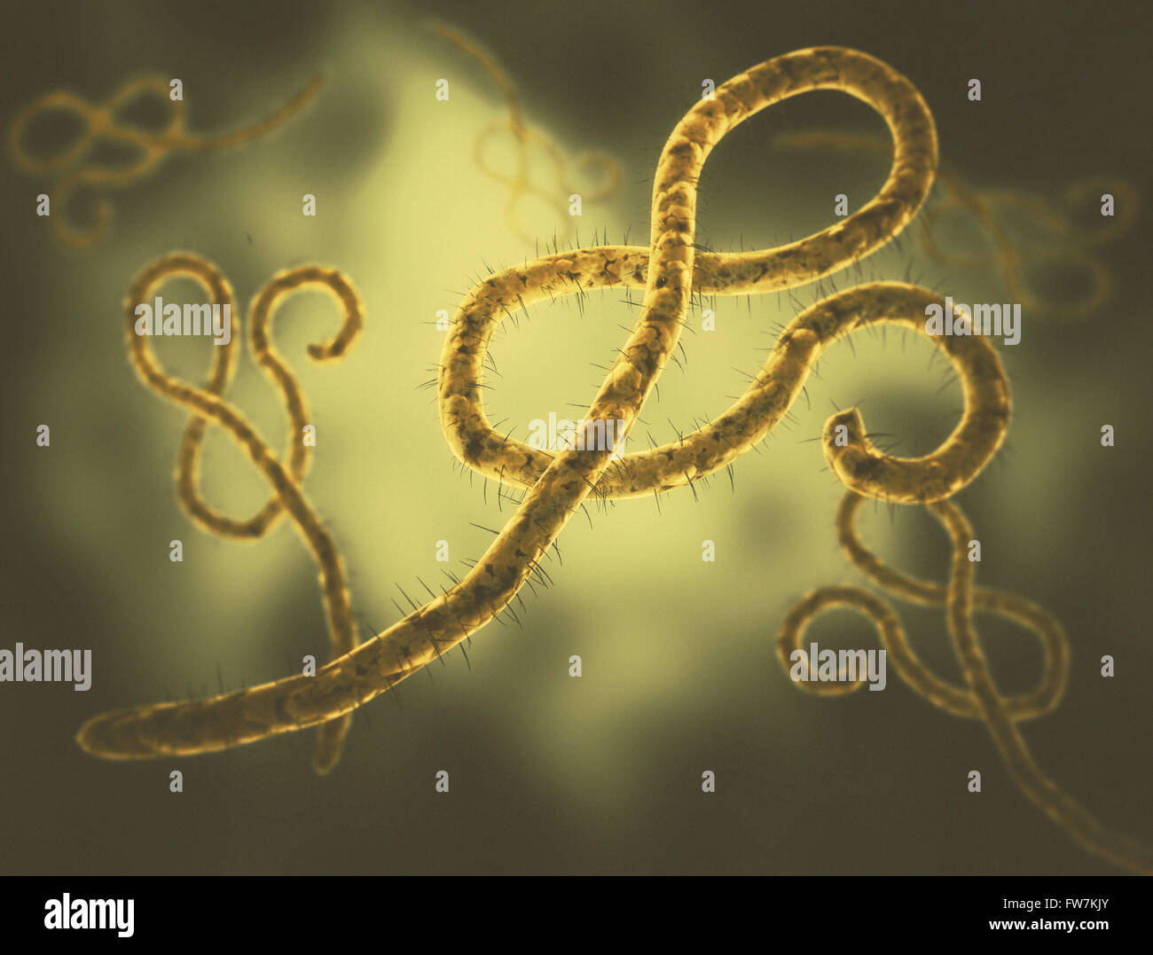 Virus Ebola immagine di cellule Foto Stock