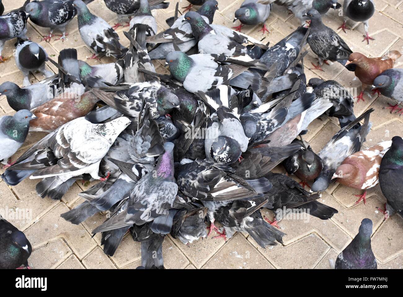 Piccioni alimentare nel parco Foto Stock