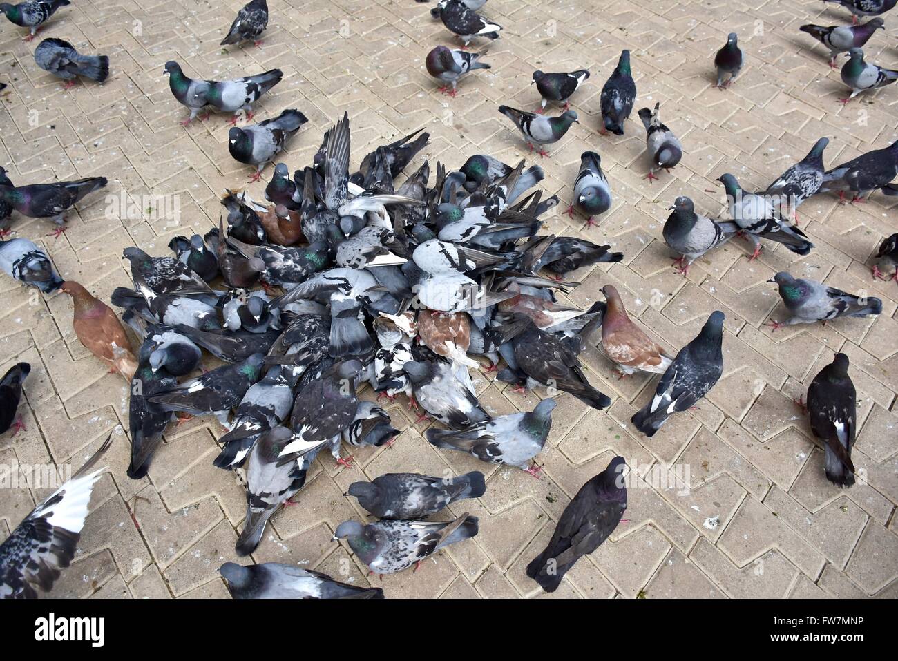 Piccioni alimentare nel parco Foto Stock