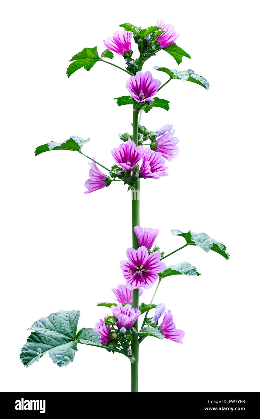 Malva selvatica pianta durante la fioritura Foto Stock