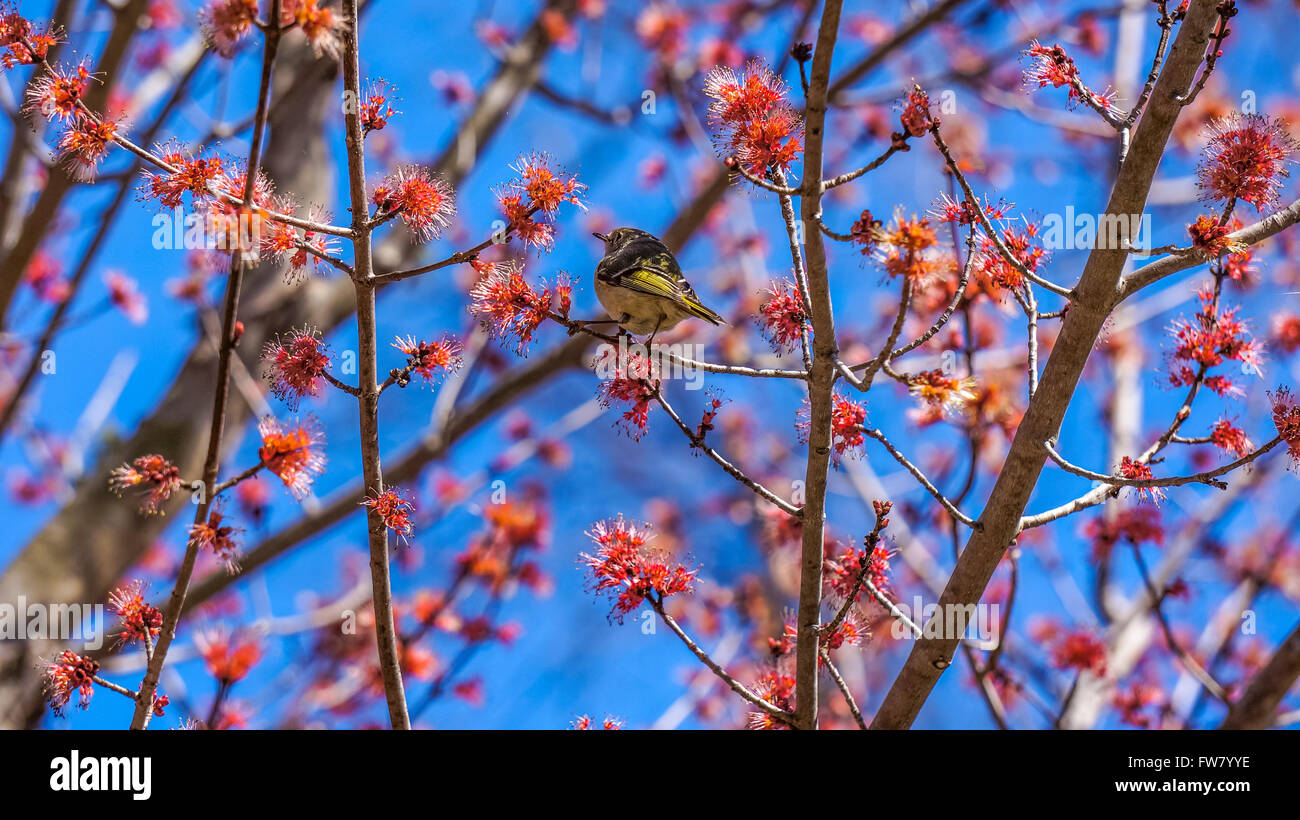 American yellow trillo seduto su blooming acero Foto Stock