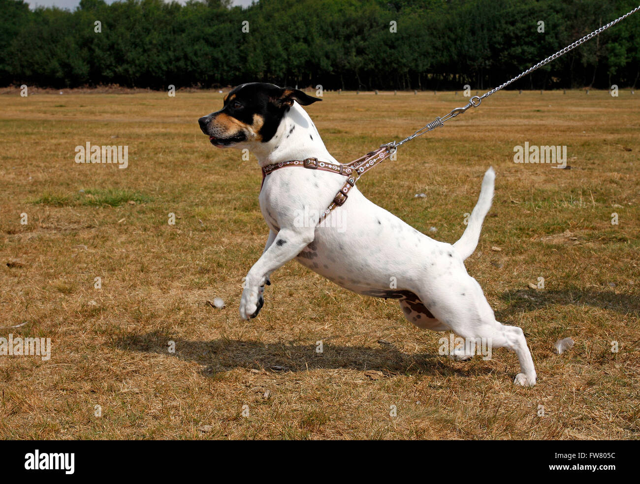 Piccolo Cane bianco tirando un filo, addestramento del cane Foto Stock Piccolo Cane bianco tirando un filo, addestramento del cane Foto Stock