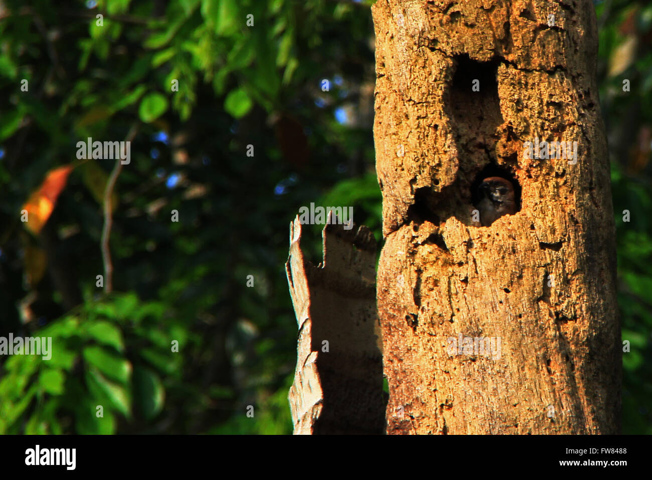 Pekanbaru, Indonesia. 31 Mar, 2016. La casa passero uccelli (Passer domesticus) costruire costruire il nido in un albero di cocco. Si tratta di un uccello che può essere trovato in più parti del mondo. © Raffaza/Pacific Press/Alamy Live News Foto Stock