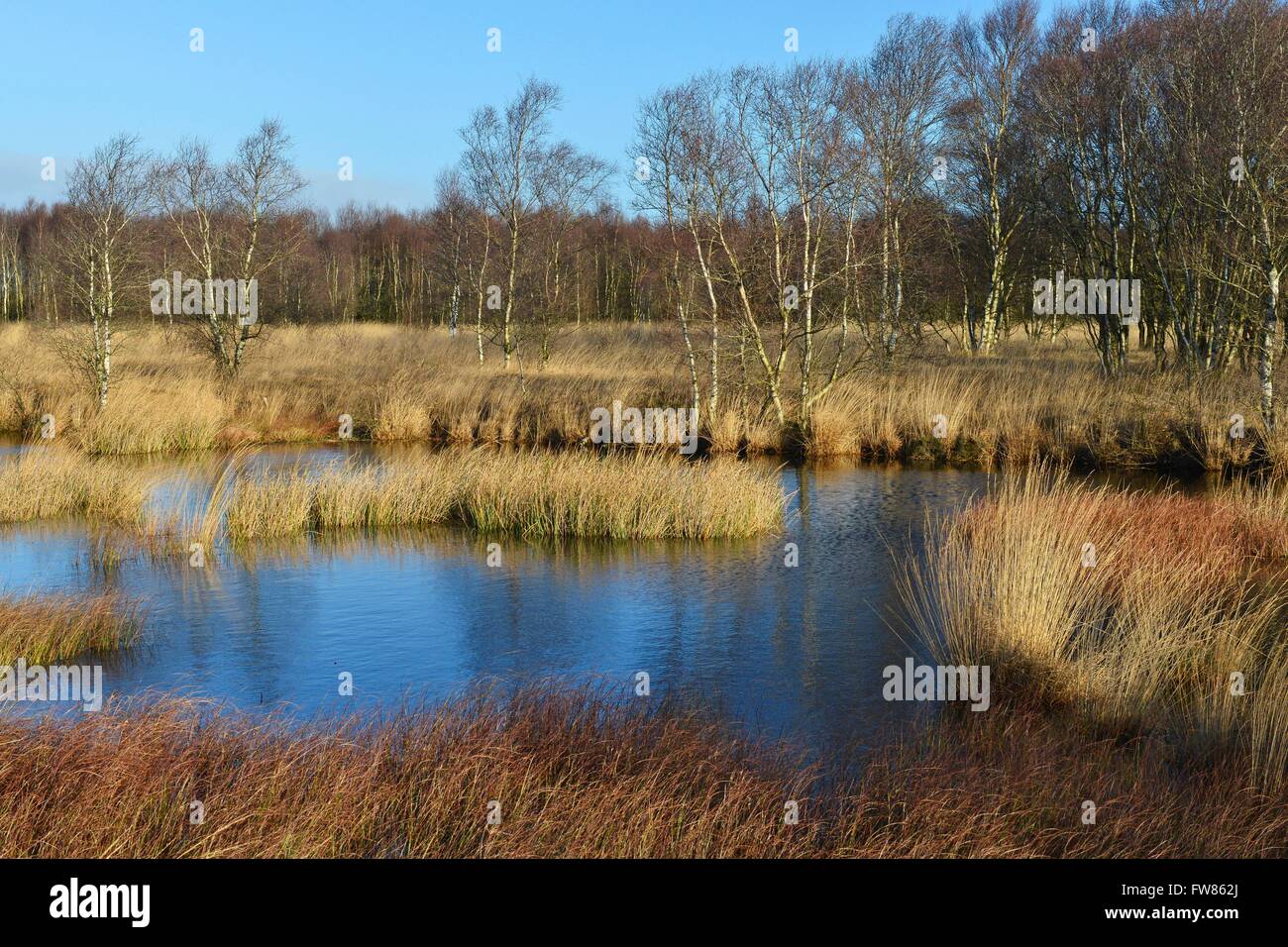 Ance e roverella betulle dalle profonde acque blu nella zona di conservazione Ewiges Meer, 4 Dicembre 2015 Foto Stock