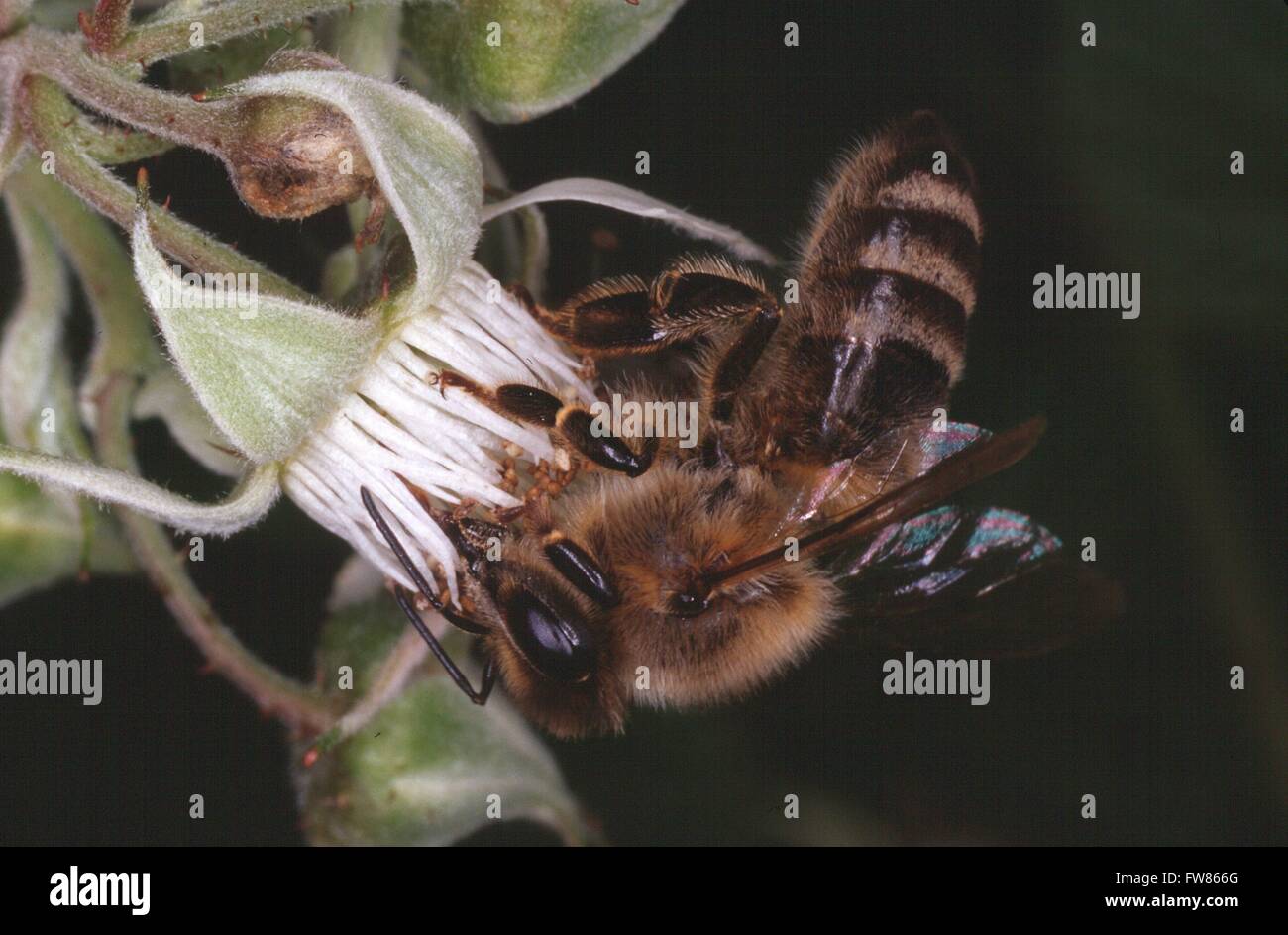 Honeybee (Apis mellifera L.) sul fiore di lamponi selvatici (Rubus idaeus). Le api troveranno abbondanza di nettare e di polline. Dal nettare si preparano un ottimo miele. Kleinschmalkalden, Turingia, Germania, Europa Data: 14 giugno 2015 Foto Stock