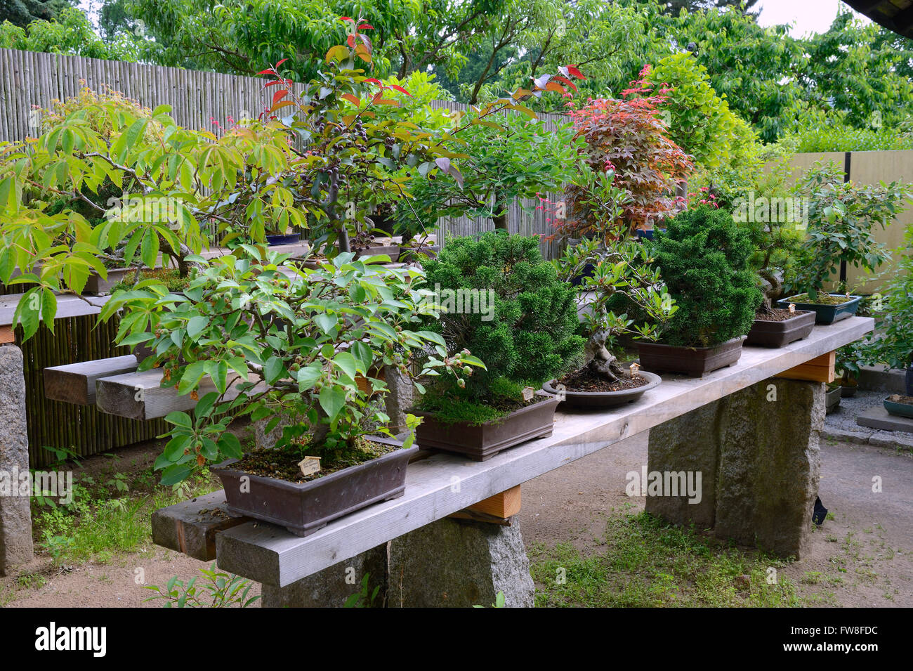 Alberi dei bonsai Foto Stock