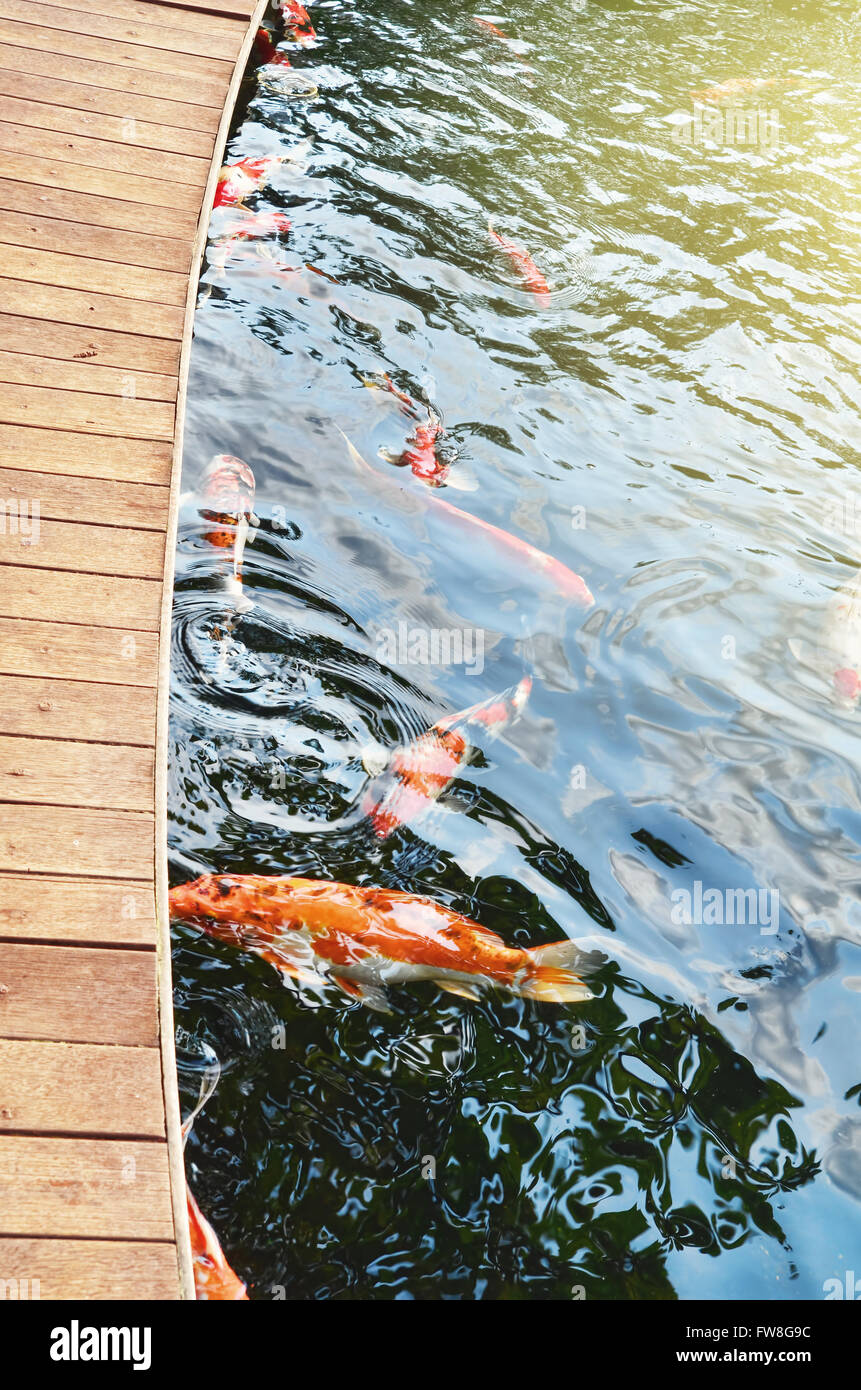 Un bright sun ray a pesci Koi pond Foto Stock