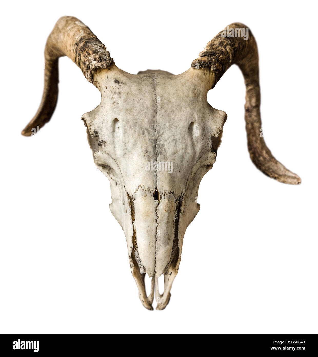 Cranio di una pecora o di Ram su sfondo bianco Foto Stock