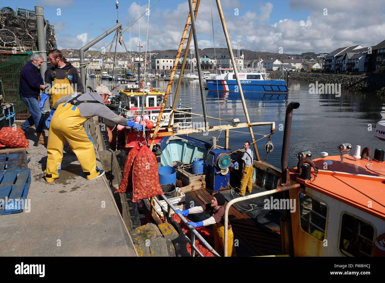 Aberystwyth, Ceredigion, Galles - pescatore costiero sacchetti di atterraggio della conchiglia sulla banchina del porto Foto Stock