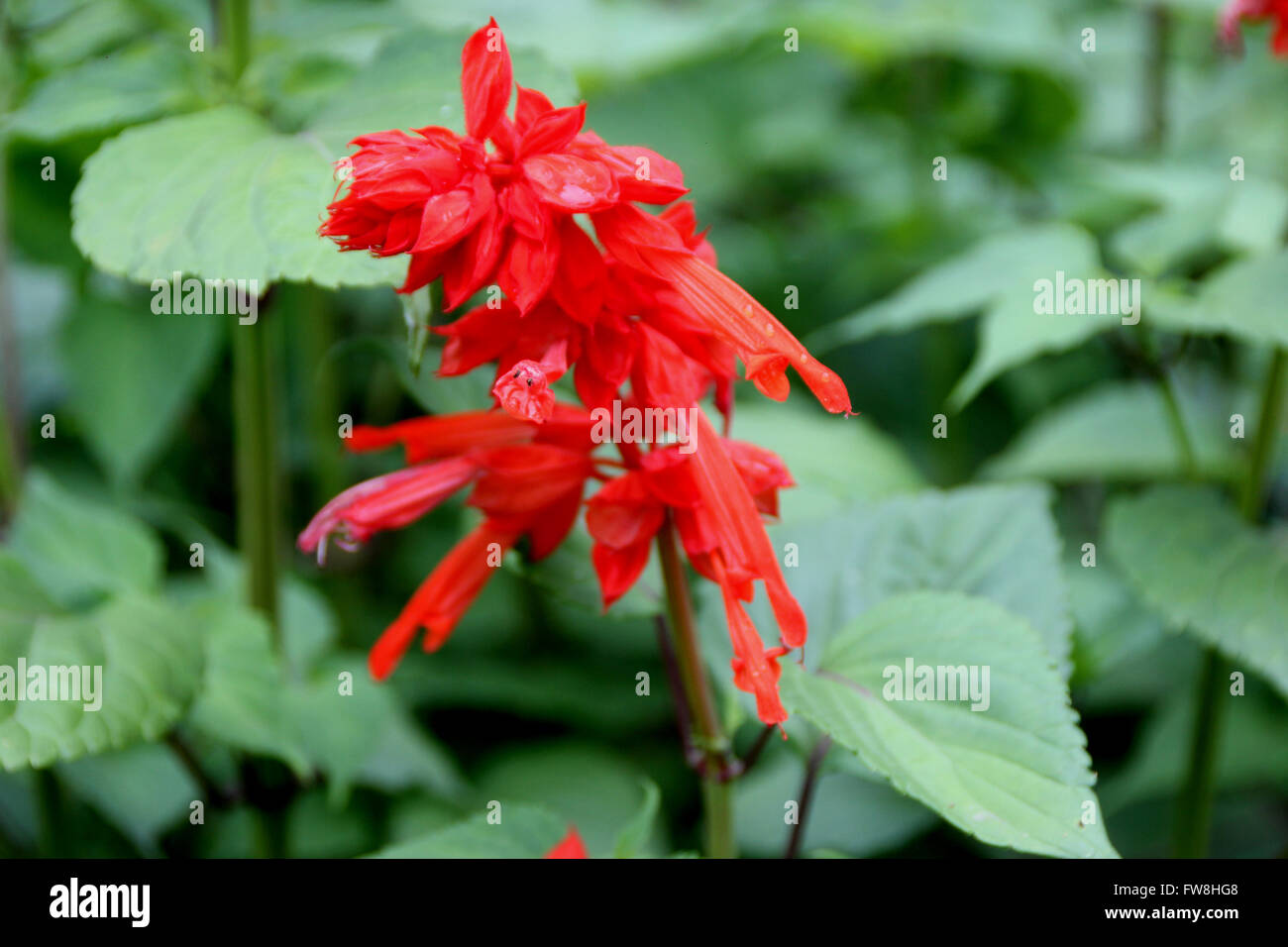 Salvia splendens, Scarlet sage, tropicali salvia, coltivate erbe ornamentali con opposte ovate foglie e fiori di scarlatto Foto Stock