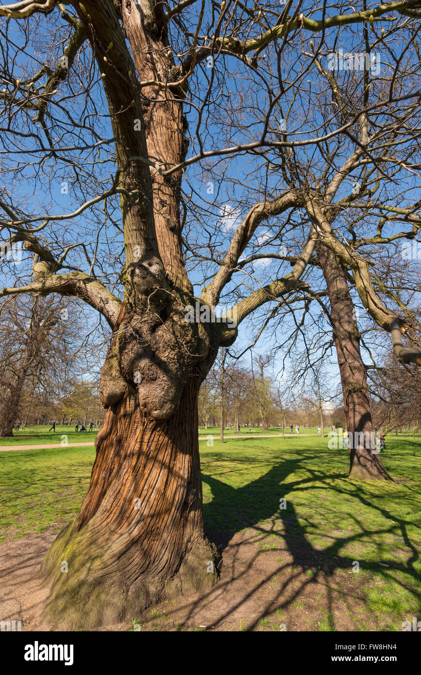 Veterano Castagno in Kensington Gardens Foto Stock