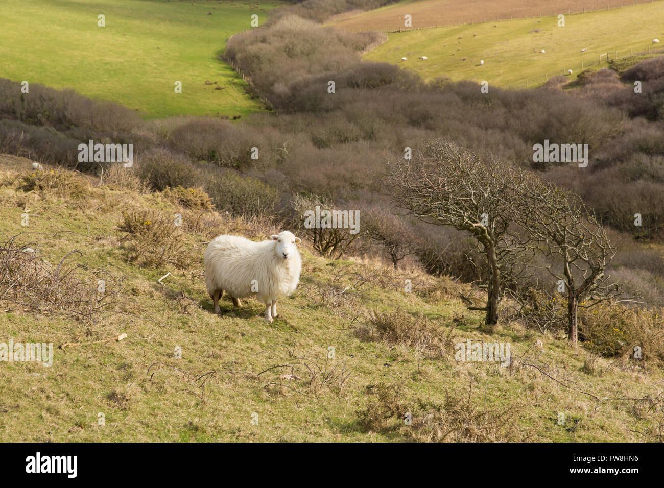 Campagna Cornwall Inghilterra Regno Unito con una pecora in un campo Foto Stock