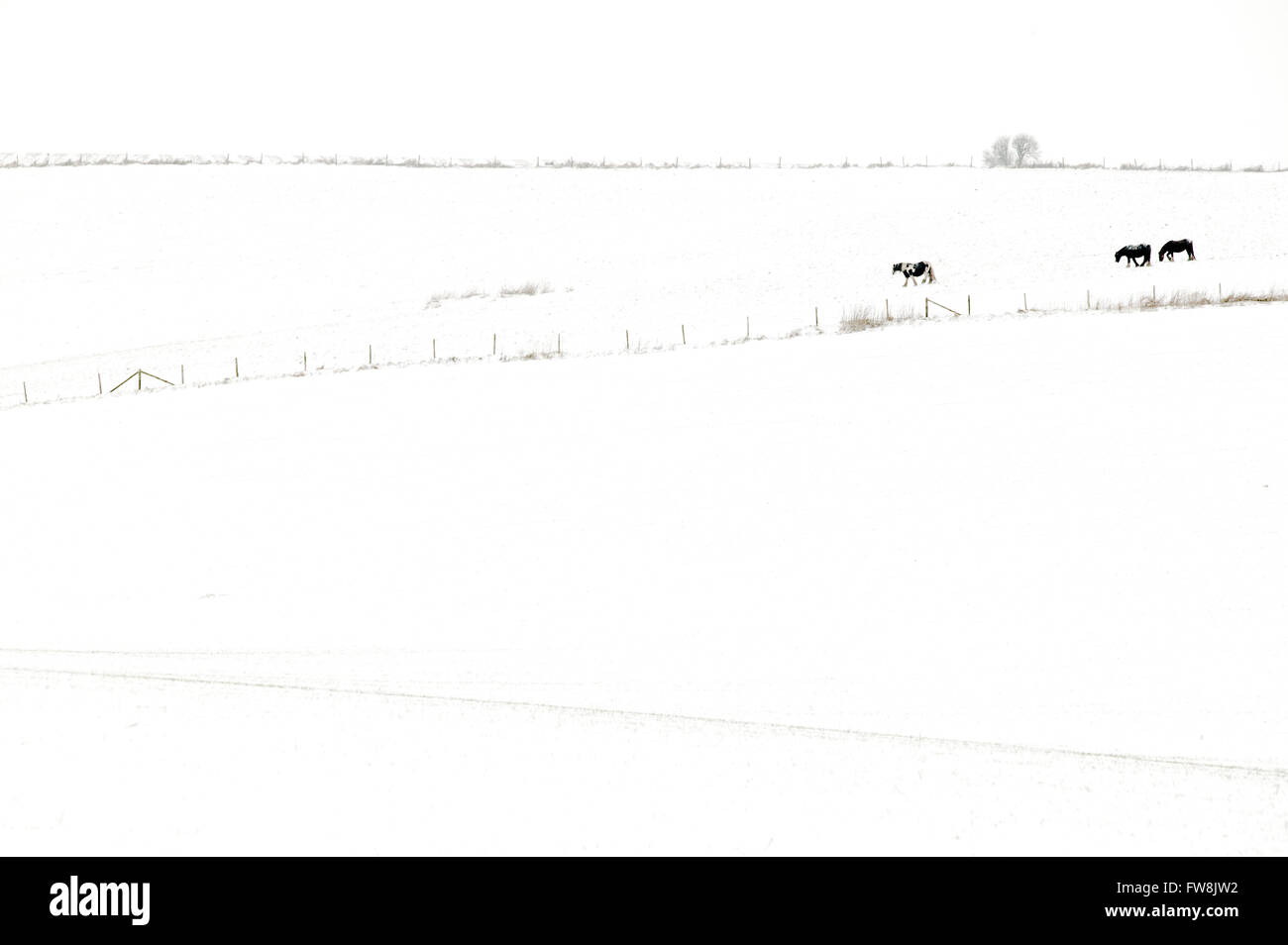 Coperta di neve i campi e colline della campagna britannica con i cavalli stagliano contro la neve in distanza.. Dopo una spolverata di neve in inverno il paesaggio si trasforma in un magico paese delle meraviglie, alberi scomparire nel rivestimento bianco e i campi mostrano undualtions con le variazioni di caduta di neve e di luce. Foto Stock