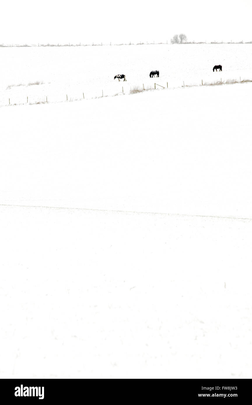 Coperta di neve i campi e colline della campagna britannica con i cavalli stagliano contro la neve in distanza.. Dopo una spolverata di neve in inverno il paesaggio si trasforma in un magico paese delle meraviglie, alberi scomparire nel rivestimento bianco e i campi mostrano undualtions con le variazioni di caduta di neve e di luce. Foto Stock