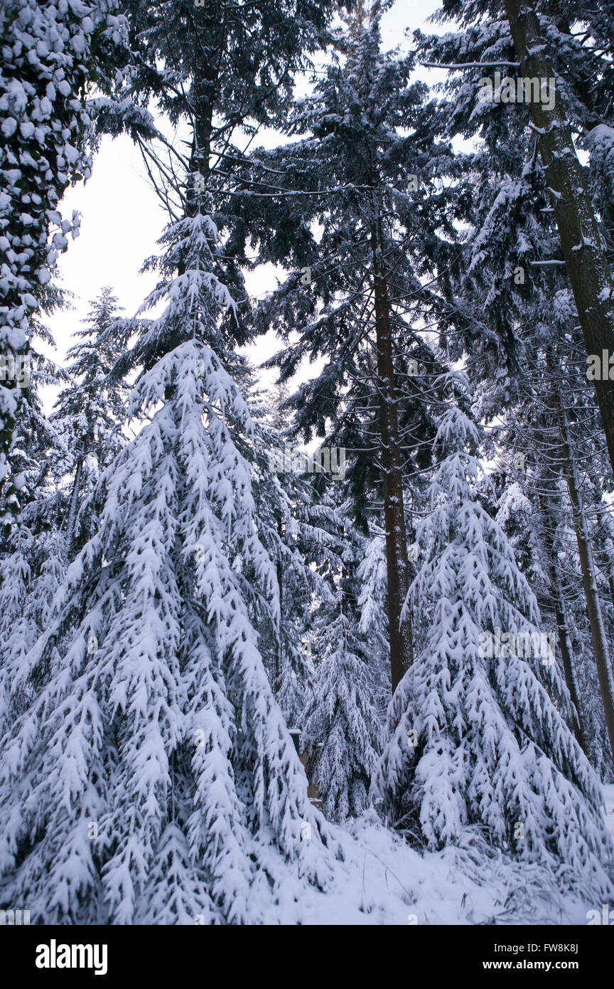 Abete o di pino laden giù con una pesante caduta di neve. Tutti i rami sono coperti di uno spesso strato di polvere bianca thaqt brilla e brilla al sole di mattina, cercando piuttosto come un paesaggio alpino ma in realtà nel Regno Unito. Foto Stock