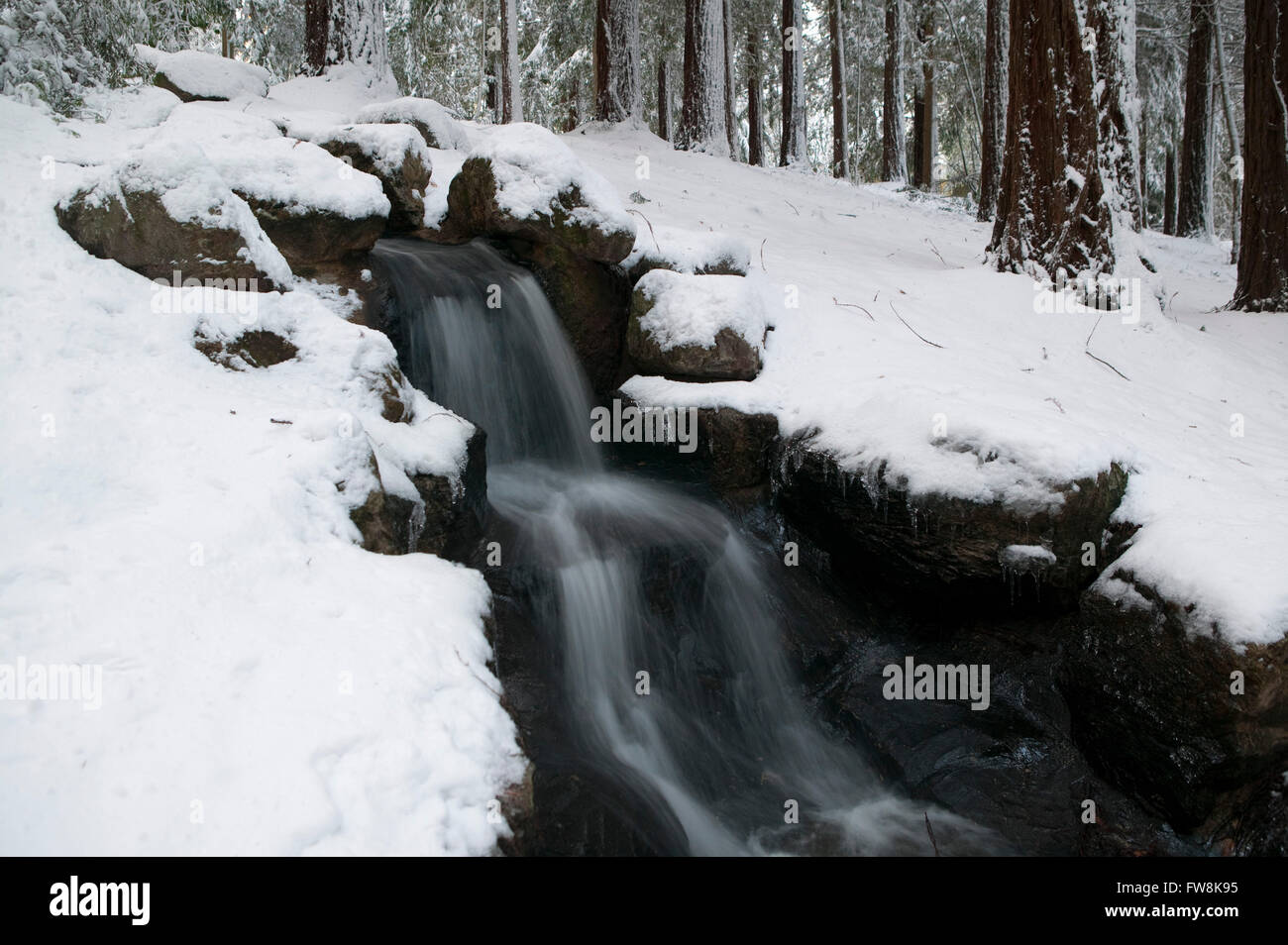 Un piccolo ruscello tumbling giù un pendio e attraverso una coperta di neve la foresta, il pavimento di legno è di spessore e con una coperta di neve in questo paesaggio invernale adn il fiume rotola giù per la collina attraverso una discesa rocciosa e appare offuscata con il movimento dell'acqua. Foto Stock