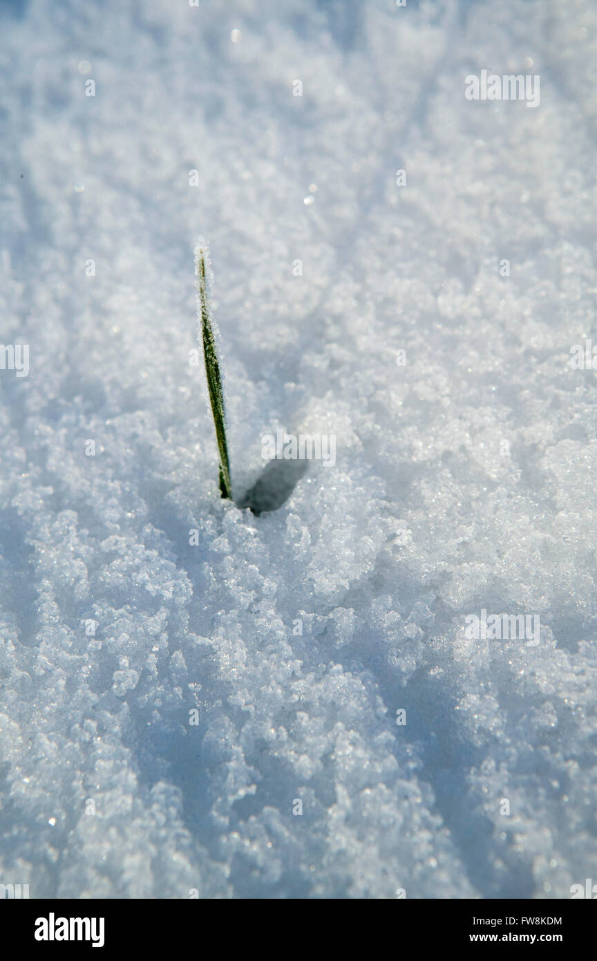 Un piccolo germoglio verde di una pianta organizzandosi attraverso la neve su un giorno inverni, indicando la vita e la crescita ma anche usato come una metafora per la ripresa economica dopo un periodo di declino eg: i germogli verdi di recupero. Foto Stock