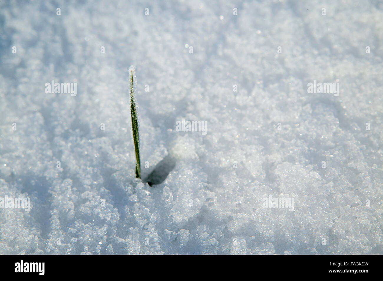 Un piccolo germoglio verde di una pianta organizzandosi attraverso la neve su un giorno inverni, indicando la vita e la crescita ma anche usato come una metafora per la ripresa economica dopo un periodo di declino eg: i germogli verdi di recupero. Foto Stock