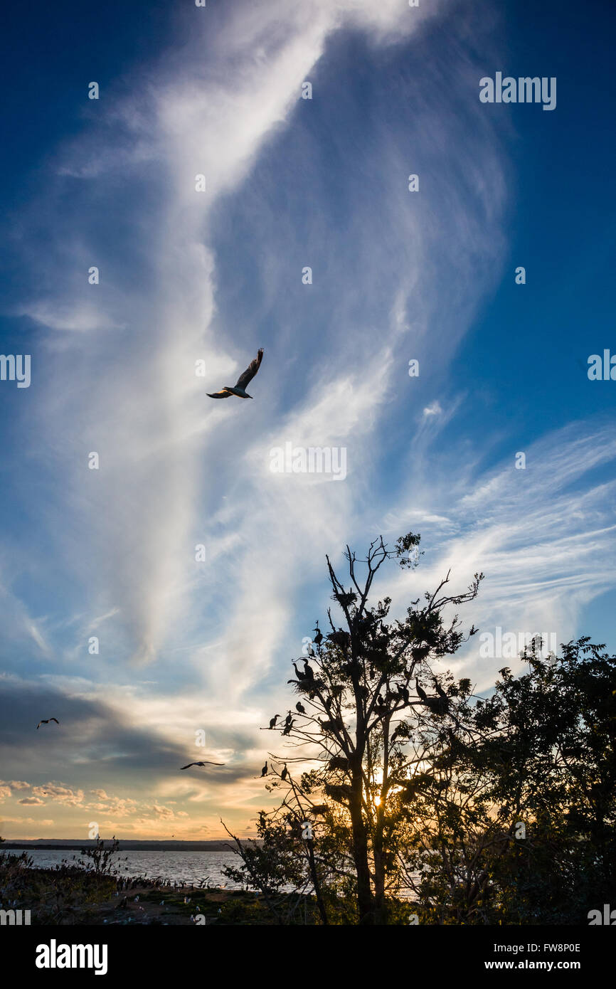 Cormorano uccelli raccolta di posatoio per la notte. Foto Stock