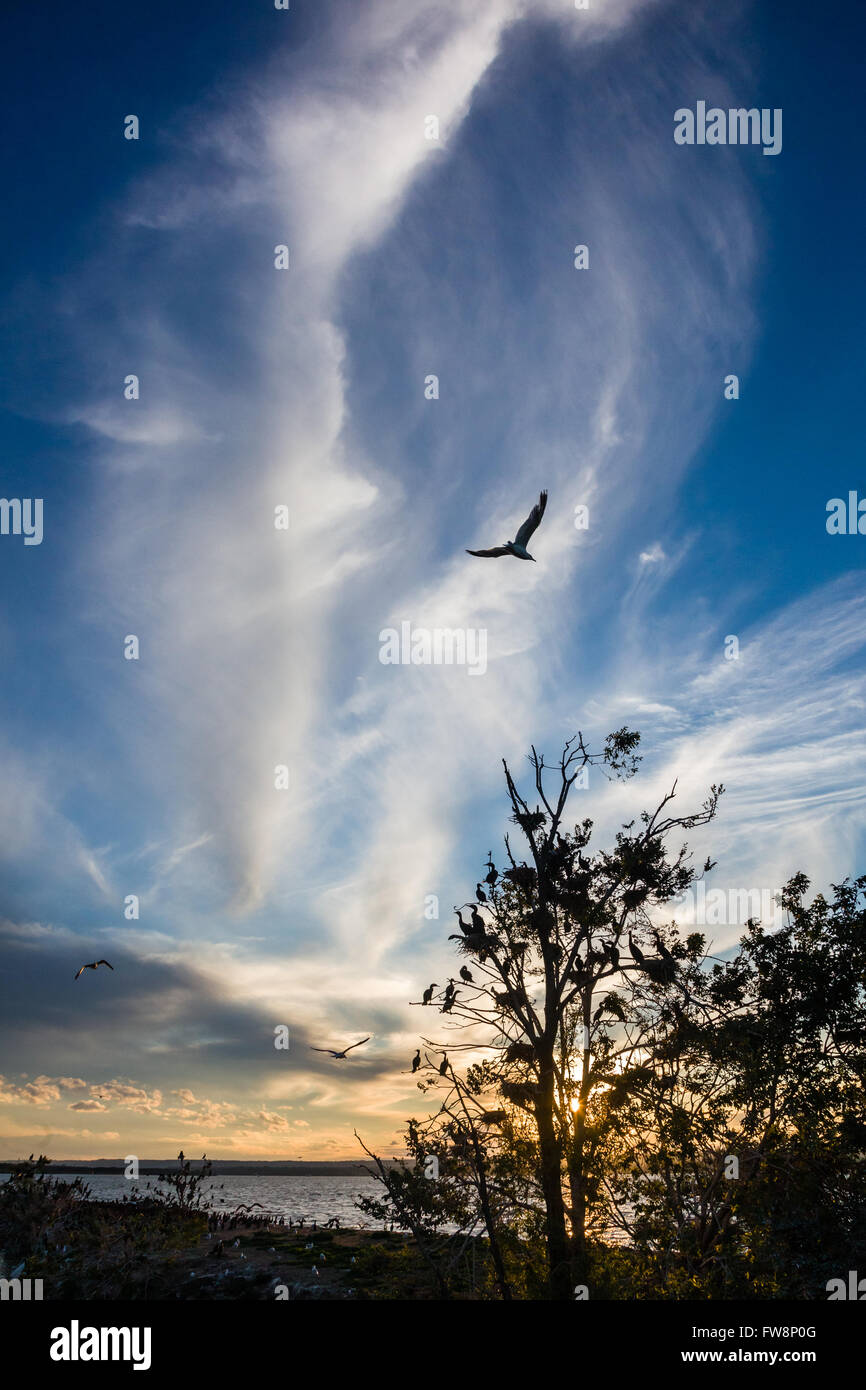 Cormorano uccelli raccolta di posatoio per la notte. Foto Stock