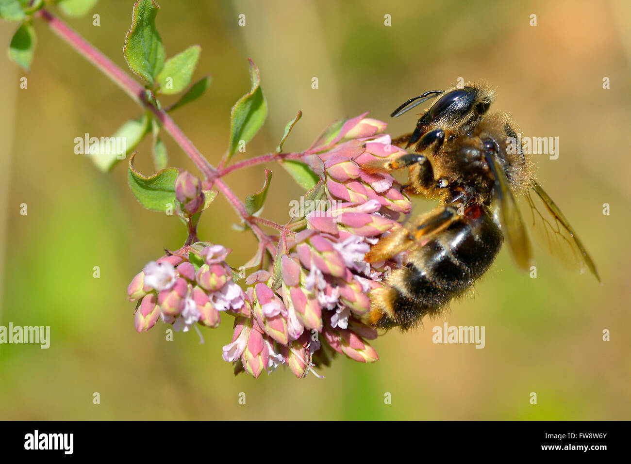 Macro di miele delle api (Apis) alimentazione sul fiore rosa visto dal profilo Foto Stock