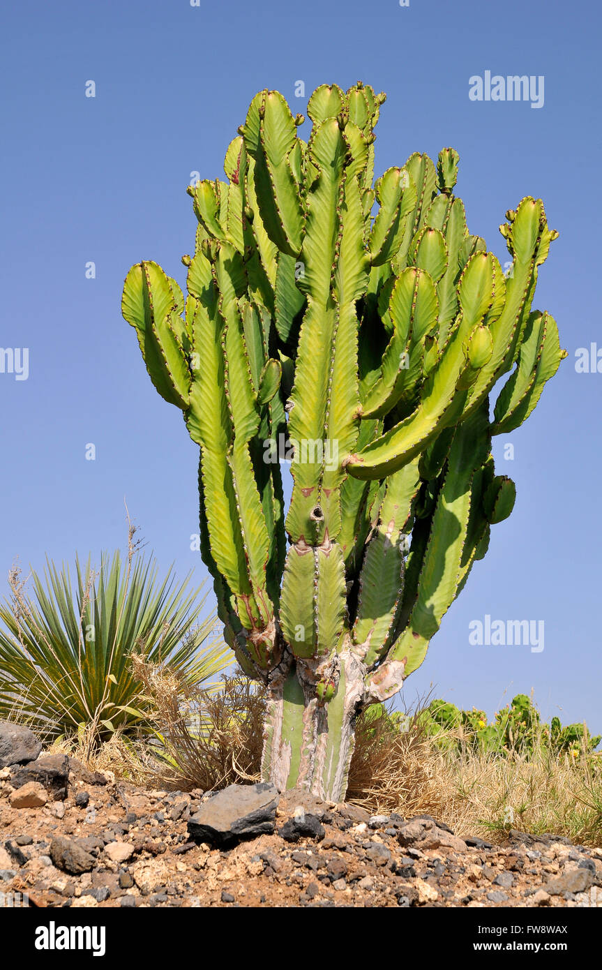 Primo piano della isola delle Canarie (Euforbia Euphorbia canariensis) a Tenerife nel cielo blu sullo sfondo Foto Stock