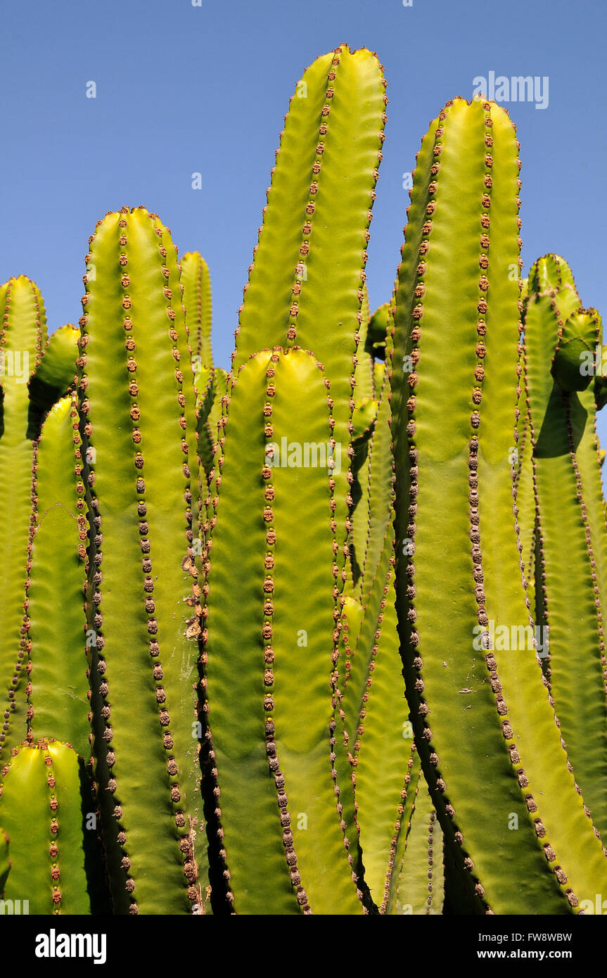 Primo piano della isola delle Canarie (Euforbia Euphorbia canariensis) a Tenerife nel cielo blu sullo sfondo Foto Stock