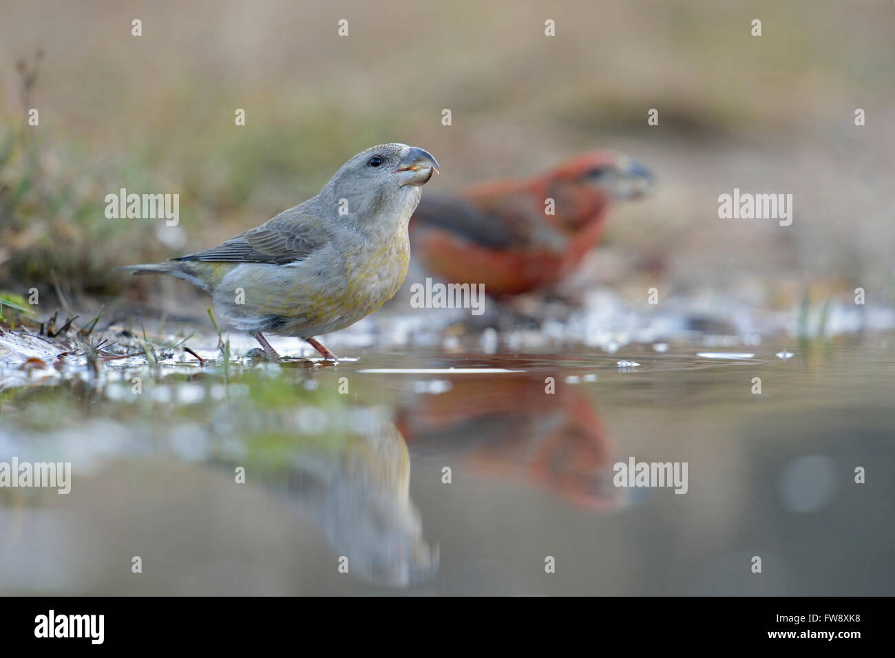 Parrot Crossbills / Kiefernkreuzschnaebel ( Loxia pytyopsittacus ), femmina con maschio, beve in una pozza naturale, fauna selvatica, Europa. Foto Stock