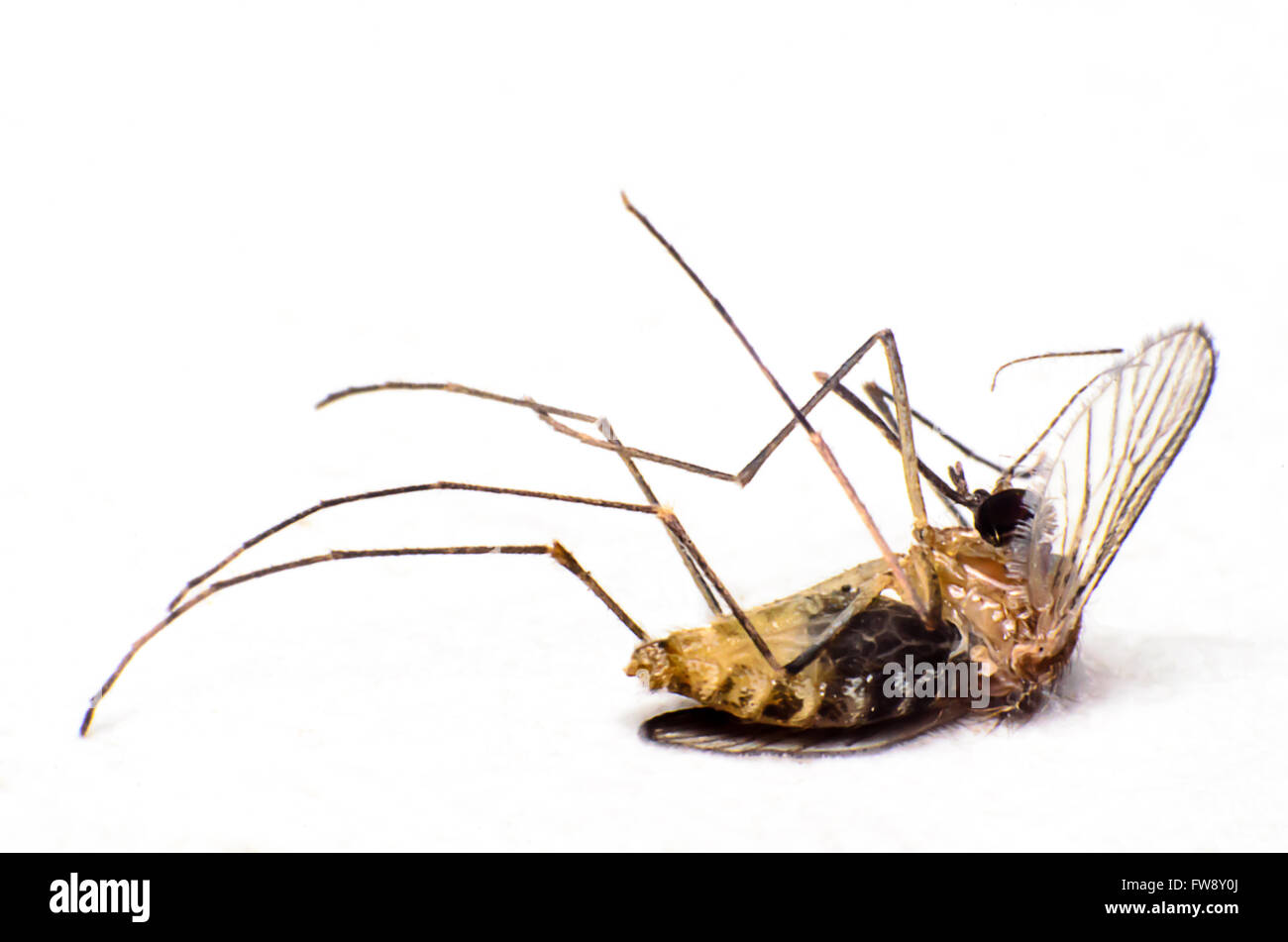 Mosquito muoiono in un supino.su uno sfondo bianco. Foto Stock