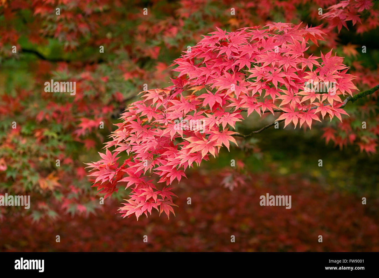 In autunno o in autunno arriva alberi iniziano a girare e lascia prendere su colori vivaci la creazione di visualizzatori di rossi e arancioni e gialli nella foresta. Foto Stock