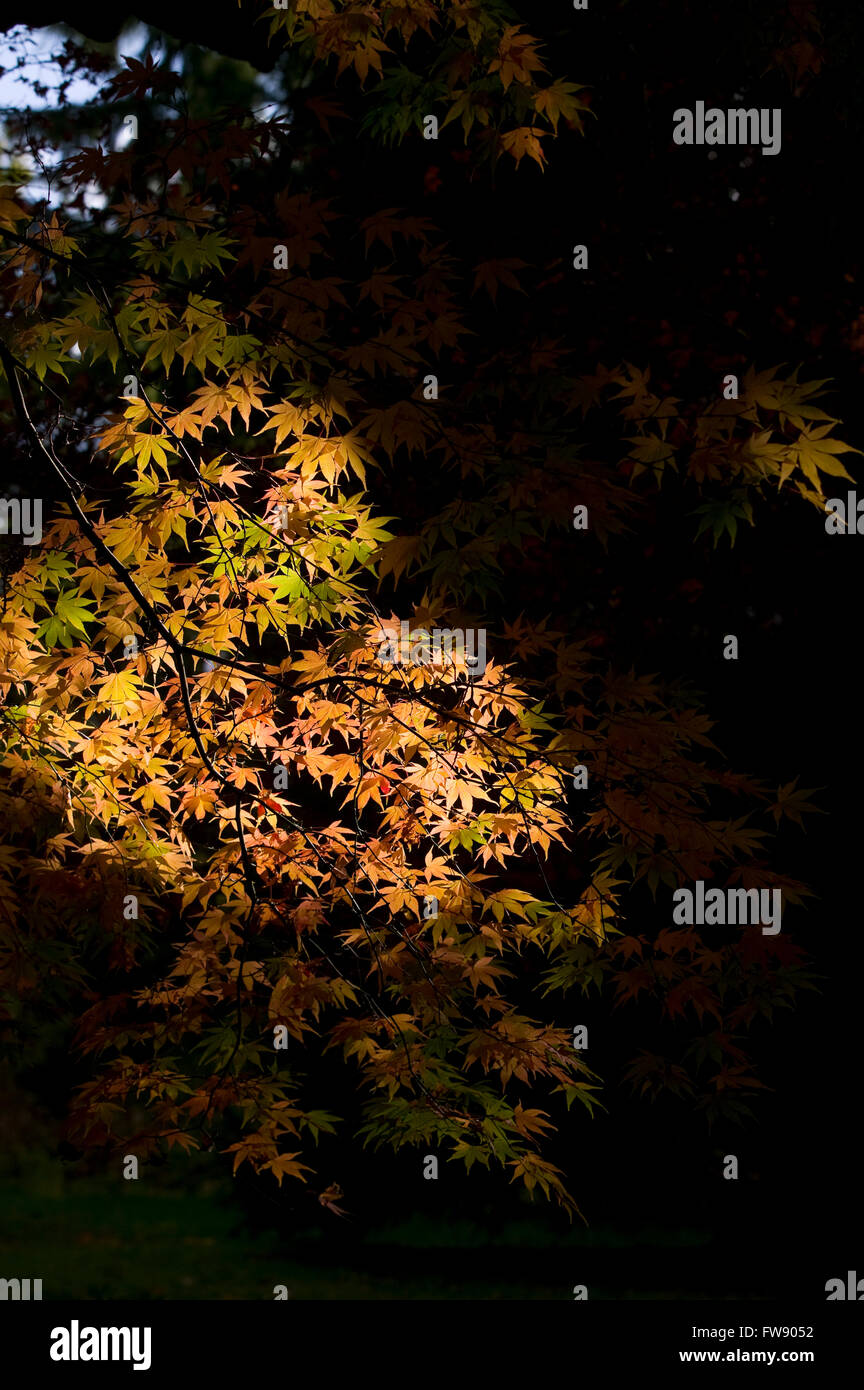 In autunno o in autunno arriva alberi iniziano a girare e lascia prendere su colori vivaci la creazione di visualizzatori di rossi e arancioni e gialli nella foresta. Foto Stock