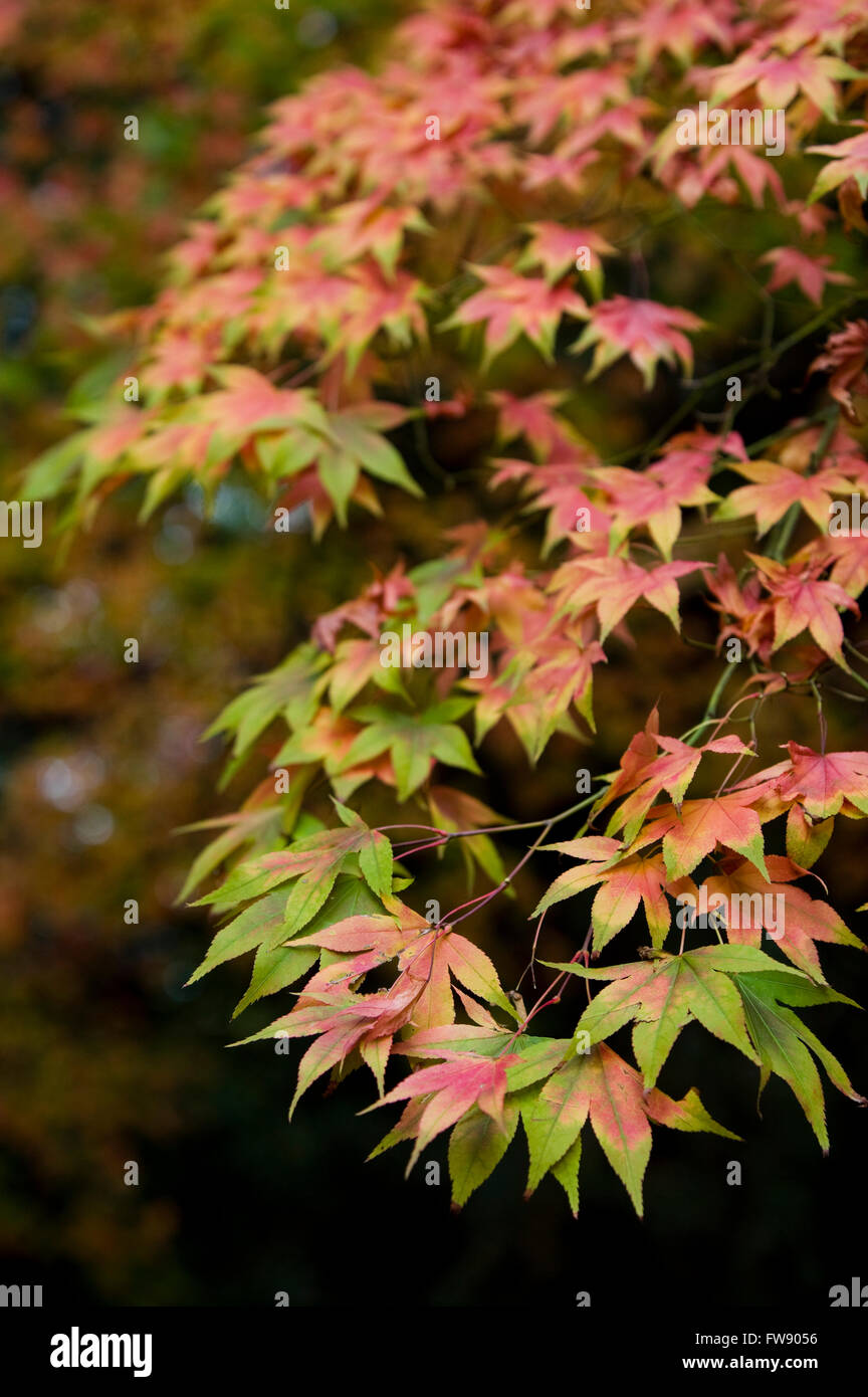 In autunno o in autunno arriva alberi iniziano a girare e lascia prendere su colori vivaci la creazione di visualizzatori di rossi e arancioni e gialli nella foresta. Foto Stock