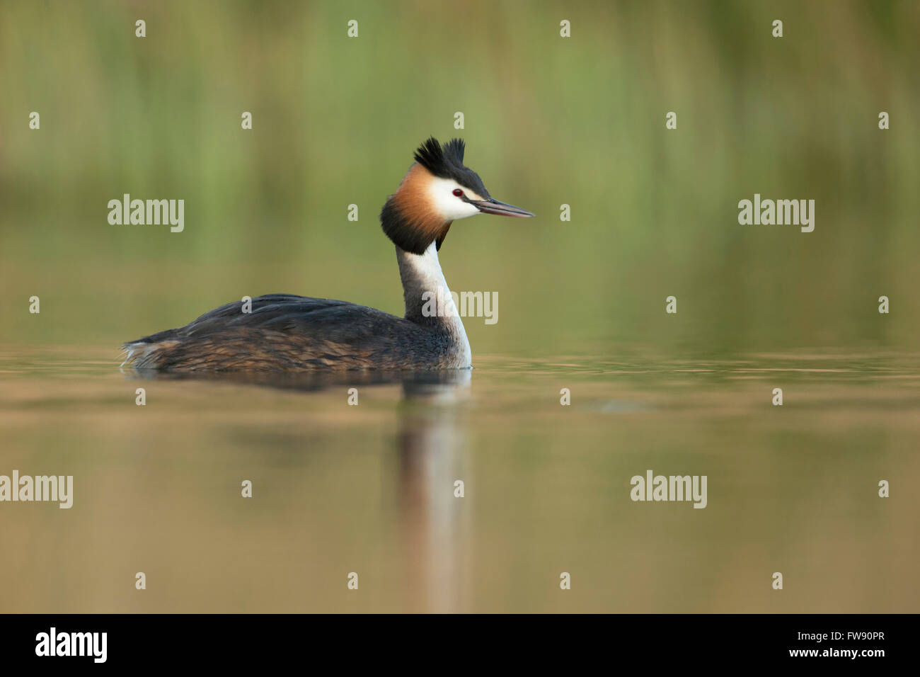 Svasso maggiore (Podiceps cristatus ), un adulto in abito di allevamento, nuota su acque calme, bella riflessioni, vernally colori. Foto Stock
