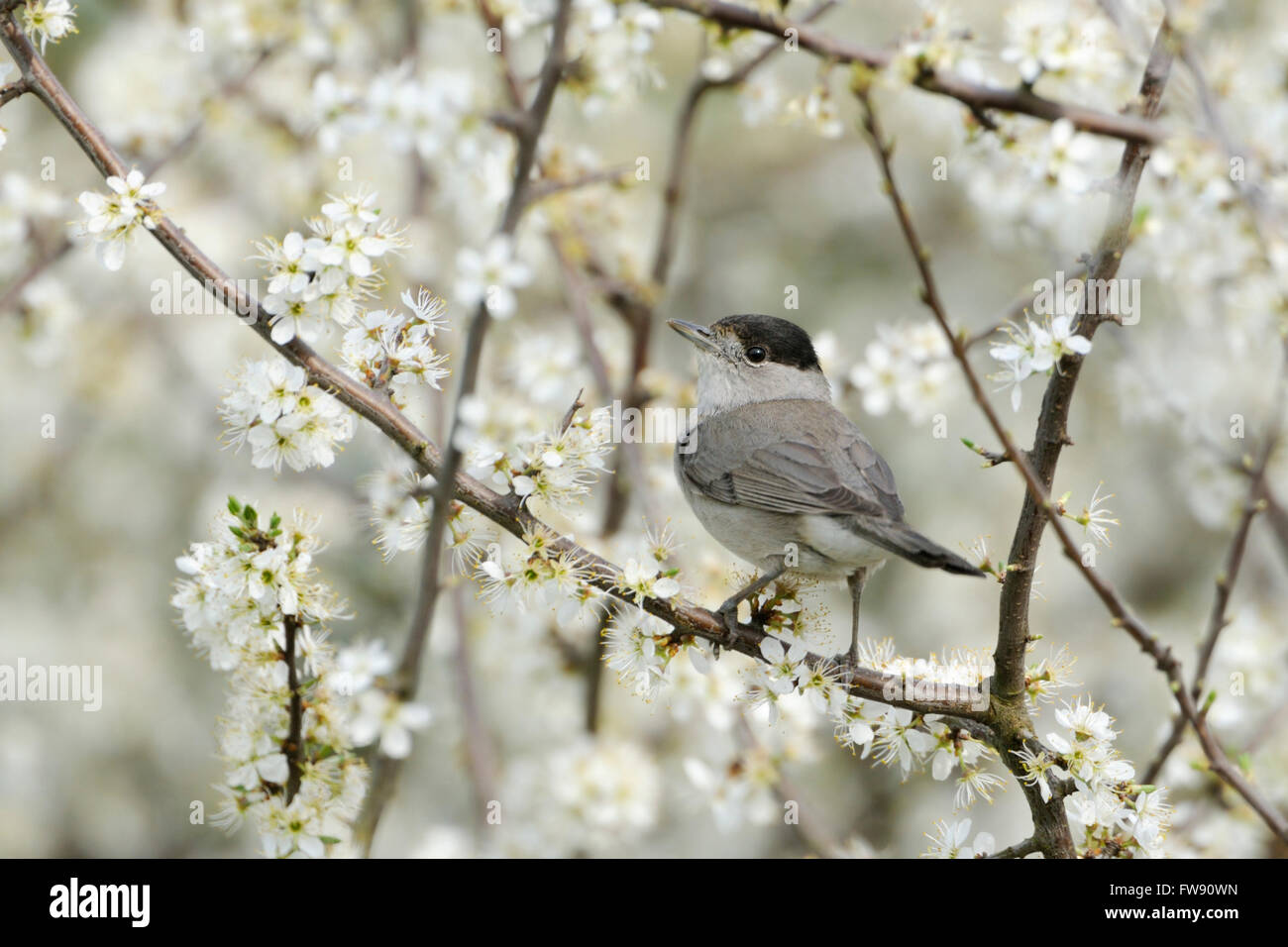 Cappellino nero maschile ( Sylvia atricapilla ) seduto su un biancospino in fiore bianco, che guarda dietro le spalle, la fauna selvatica, l'Europa. Foto Stock