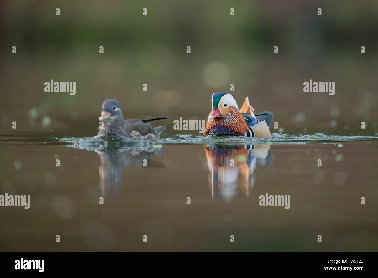 Mandarin Ducks / Mandarinenten ( Aix galericulata ), coppia, Drake con femmina, nuoto insieme, uno accanto all'altro. Foto Stock