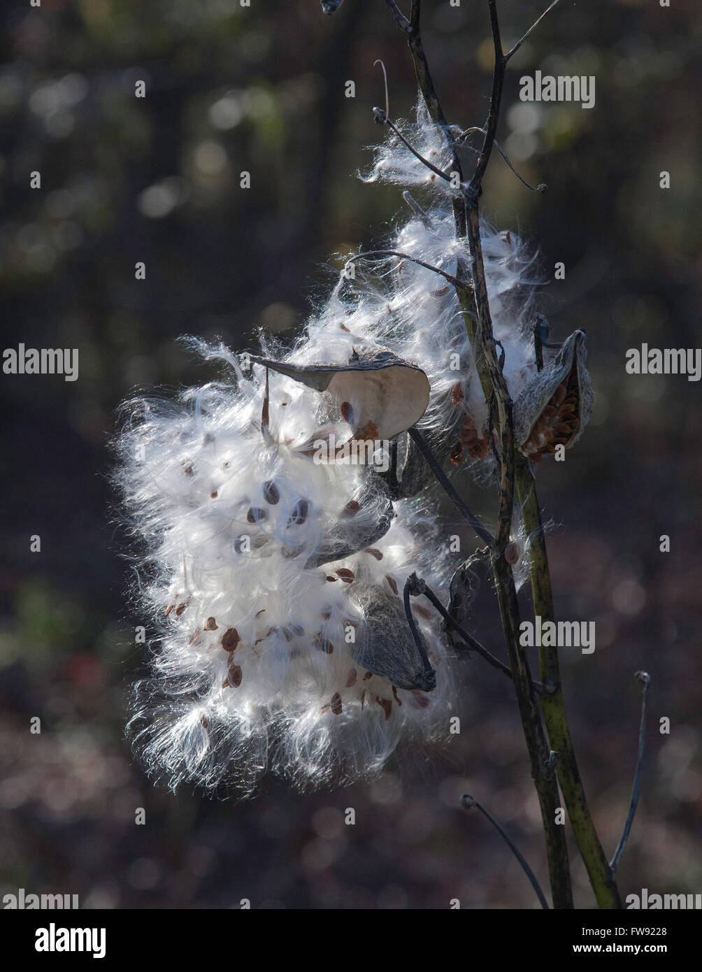 Il cotone Boll con semi scoppio Foto Stock