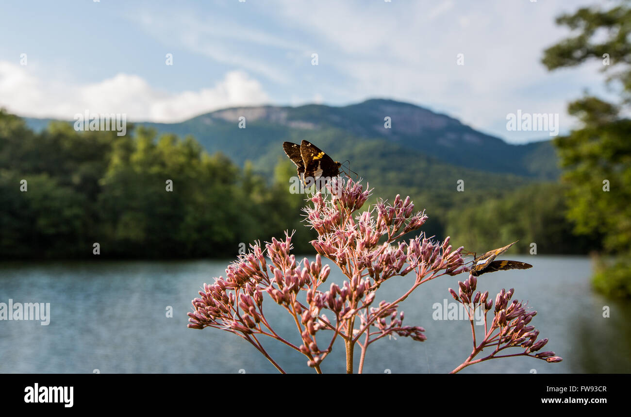 Farfalla sul fiore da Pinnacle lago nella tabella Rock Mountain State Park. Foto Stock