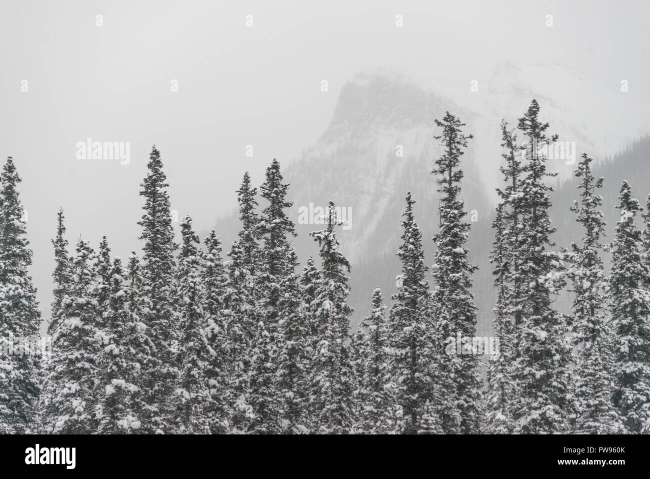 Coperta di neve alberi con la montagna in background, Johnson Canyon, il Parco Nazionale di Banff, Alberta, Canada Foto Stock