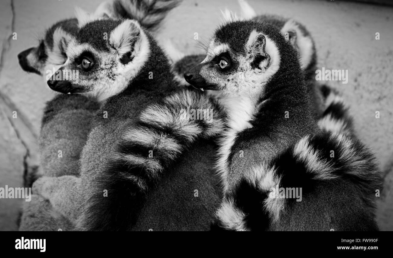 Un gruppo di lemuri Ring-Tailed seduti insieme. Lemur Cattas Foto Stock