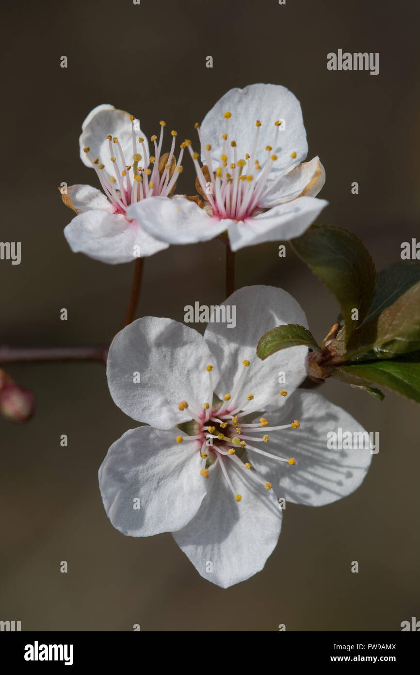 Fiore bianco su albero in marzo nel Surrey, Inghilterra, Regno Unito Foto Stock