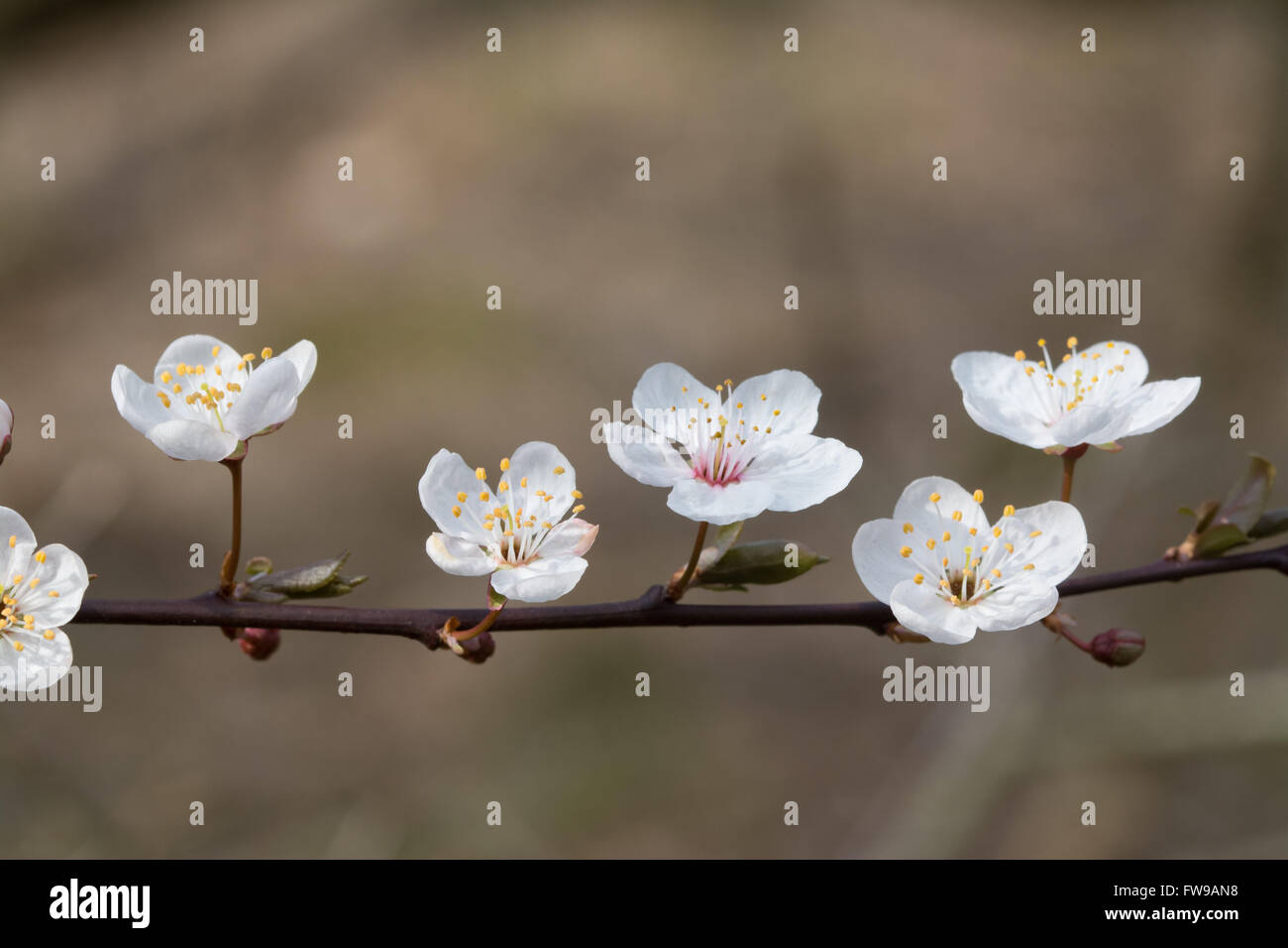 Fiore bianco su albero in marzo nel Surrey, Inghilterra, Regno Unito Foto Stock