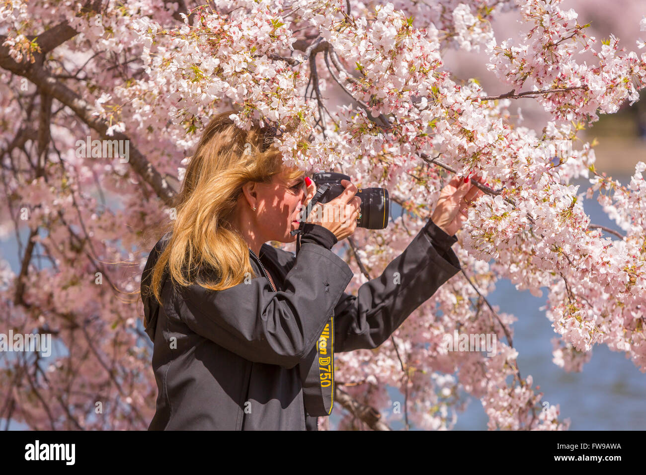 WASHINGTON, DC, Stati Uniti d'America - Donna con le fotografie della fotocamera fiori ciliegio al bacino di marea. Foto Stock