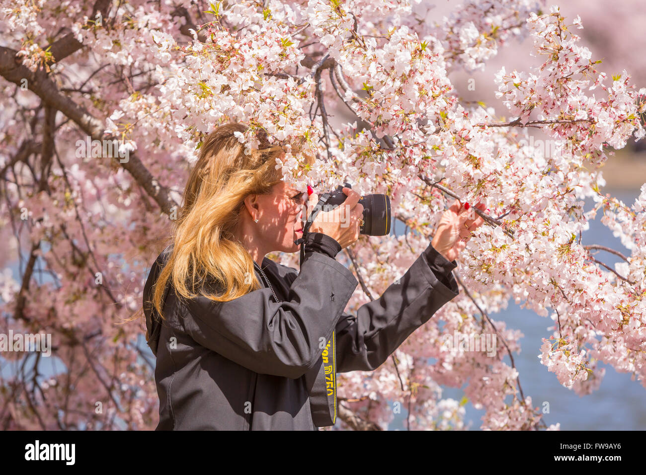 WASHINGTON, DC, Stati Uniti d'America - Donna con le fotografie della fotocamera fiori ciliegio al bacino di marea. Foto Stock