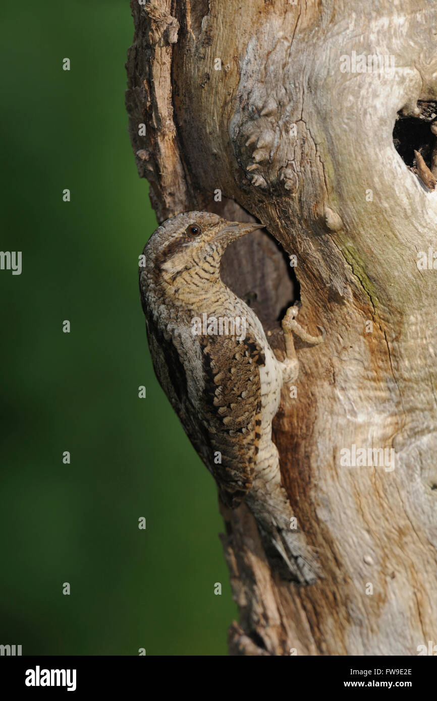 Eurasian spasmodico / Wendehals ( Jynx torquilla ), uccello adulto, arroccato in un tronco di albero di fronte il suo foro di nidificazione. Foto Stock