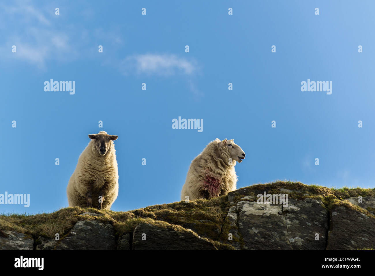 Due pecore su una roccia nella testa di pecora, West Cork, Irlanda Foto Stock