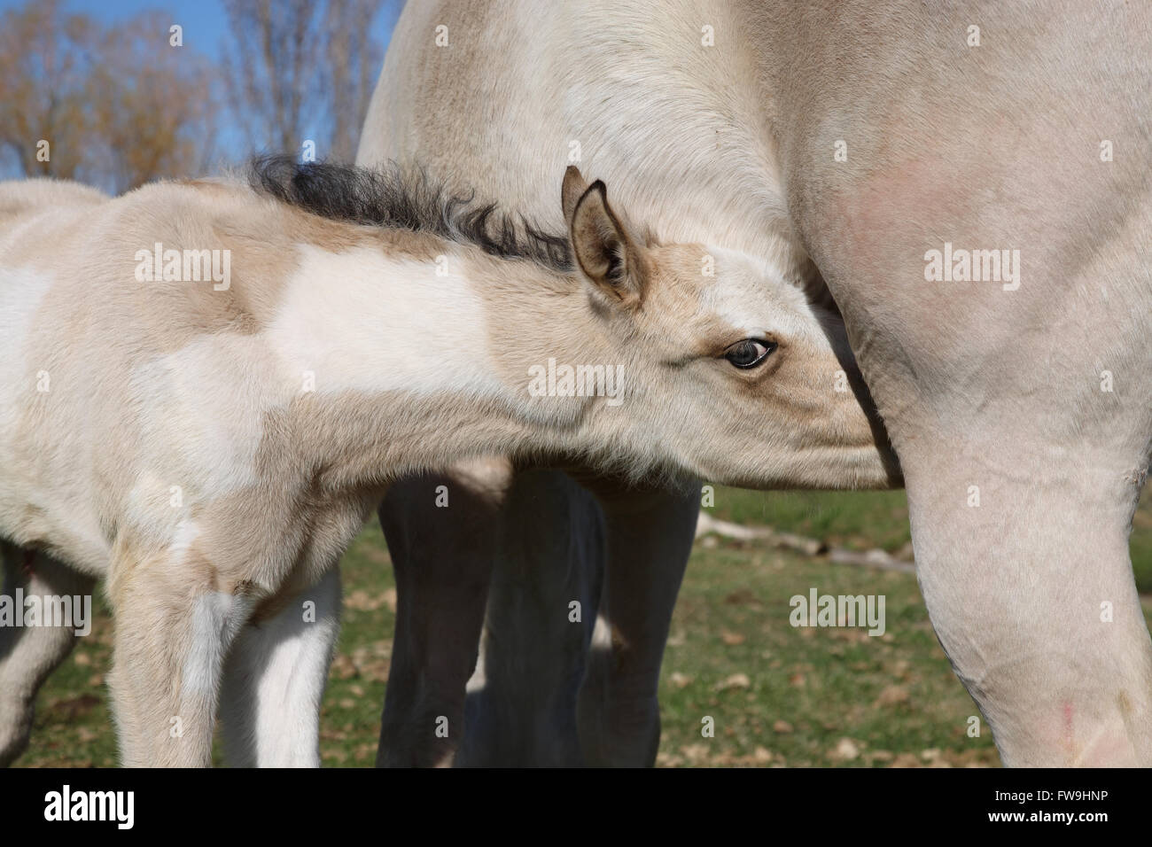 bambino neonato cavallo che succhia dalla madre primo piano Foto Stock