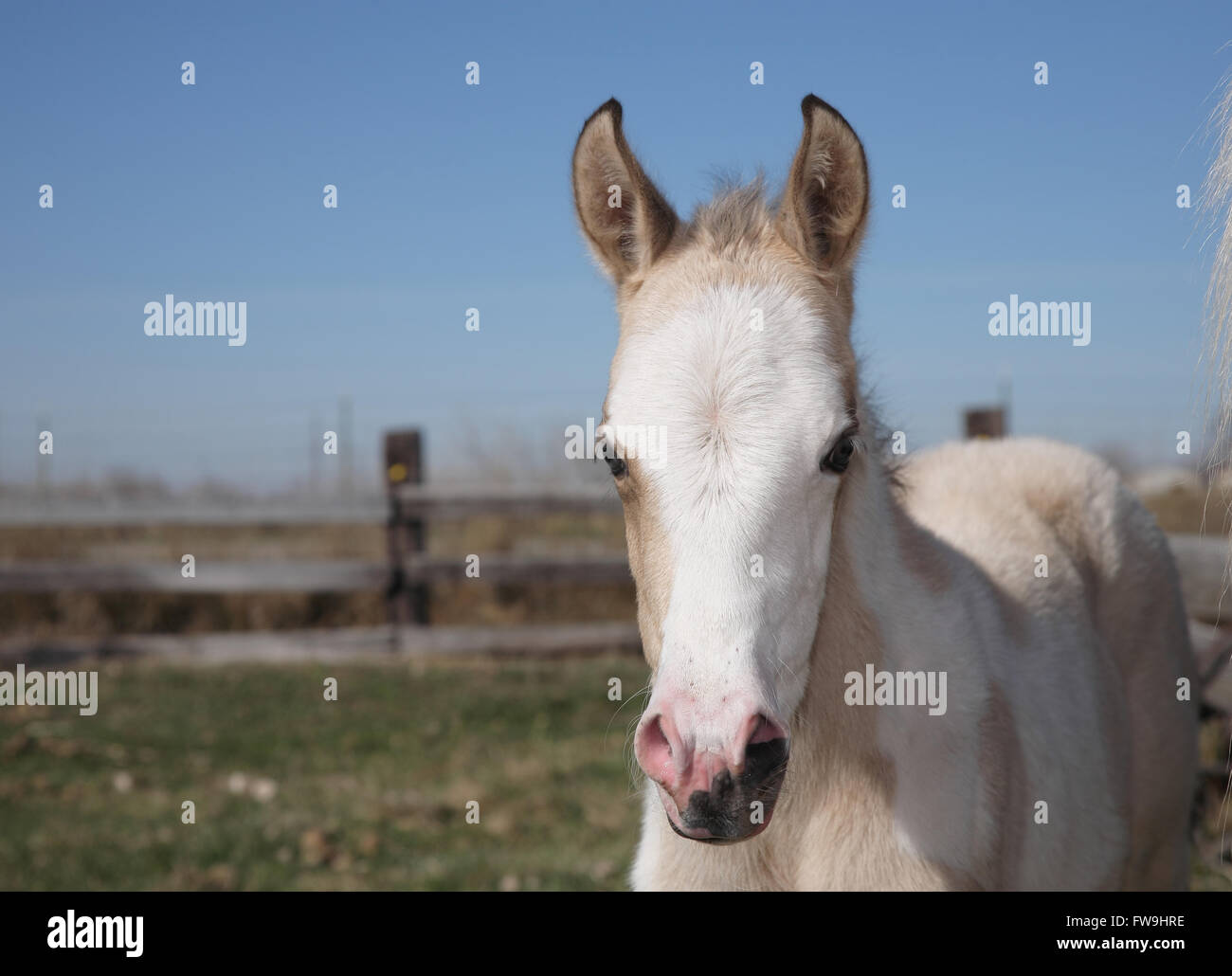 Baby palomino horse close-up Foto Stock