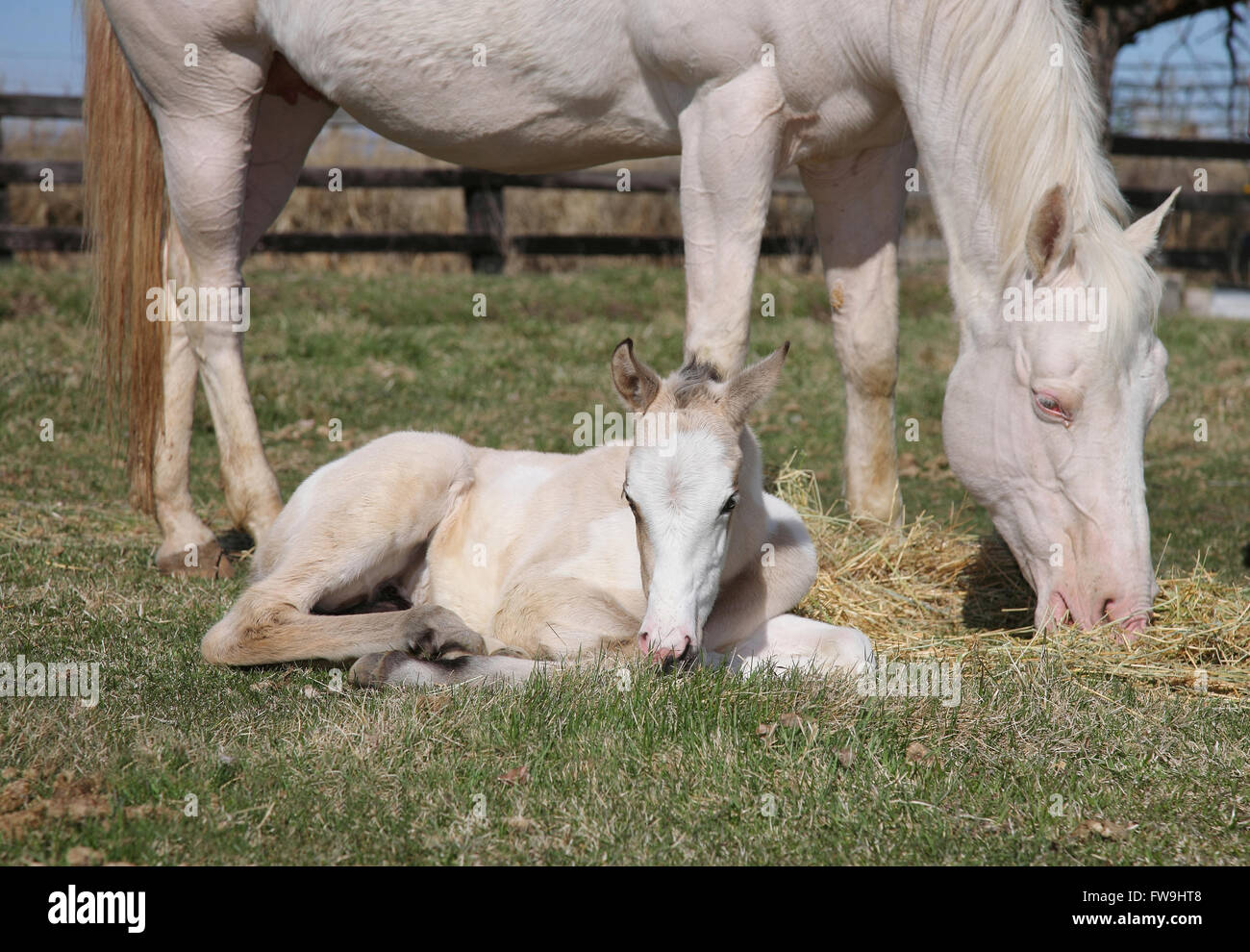 Bianco cavallo adulto e il puledro insieme in un campo di pascolare su erba Foto Stock