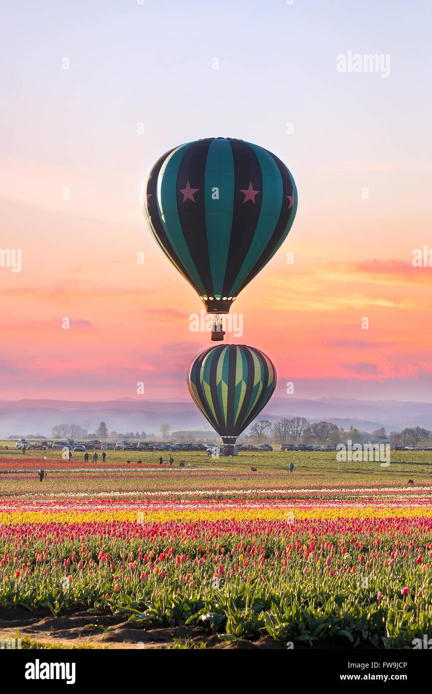 I palloni ad aria calda di decollare in campo di tulipani in Woodurn Oregon durante il sunrise Foto Stock