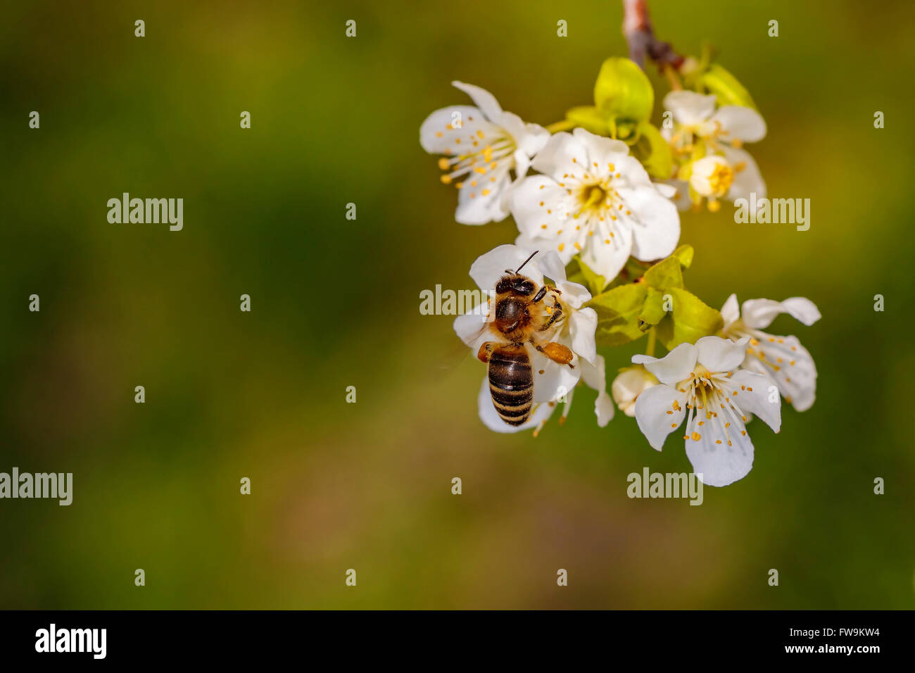 Bee volando verso un fiore di primavera per raccogliere il polline e il nettare Foto Stock